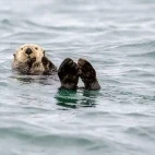 Sea otter in Alaska.