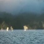 Humpback whale pod in British Columbia, Canada