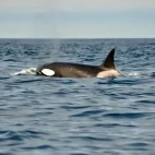 Orca in British Columbia, Canada