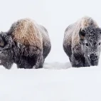Bison in Yellowstone National Park, USA.