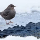 American dipper in Yellowstone National Park, USA.