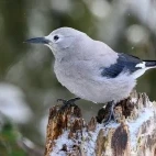 Clarke's nutcracker in Yellowstone National Park, USA.