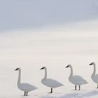 Trumpeter swan in Yellowstone National Park, USA.