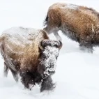 Bison in Yellowstone National Park, USA.