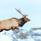Elk in Yellowstone National Park, USA.