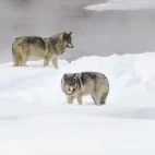 Wolf in Yellowstone National Park, USA.