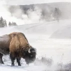 Bison in Yellowstone National Park, USA.