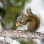 American red squirrel in Yellowstone National Park, USA.