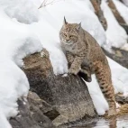 Bobcat in Yellowstone National Park, USA.
