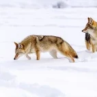 Coyote in Yellowstone National Park, USA.