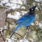 Stellar's jay in Yellowstone National Park, USA.