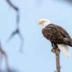 Bald eagle in Yellowstone National Park, USA.