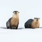 American river otter in Yellowstone National Park, USA.