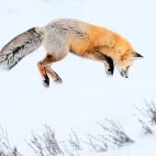 Red fox in Yellowstone National Park, USA.