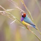 Red-headed Gouldian finch in Australia.