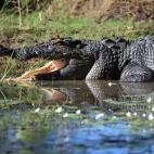 Freshwater crocodile at Davidson’s Arnhemland Safari Lodge, Australia.