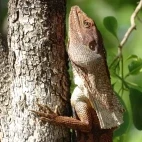 Frill-neck lizard at Davidson’s Arnhemland Safari Lodge, Australia.