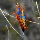 Leichhardt grasshopper at Davidson’s Arnhemland Safari Lodge, Australia.