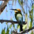 Rainbow bee-eater at Davidson’s Arnhemland Safari Lodge, Australia.