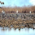Magpie geese and brolgas at Davidson’s Arnhemland Safari Lodge, Australia.