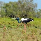 Jabiru stork in Australia.