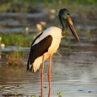 Jabiru stork in Australia.