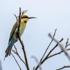 Rainbow bee-eater in Australia.