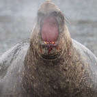 Elephant seal in South Georgia.