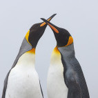 King penguins in South Georgia.