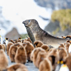 Southern elephant seal with king penguins in South Georgia.