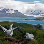 Wandering albatross pair in South Georgia
