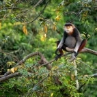 A red-shanked douc langur in Vietnam.