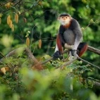 A red-shanked douc langur, in Vietnam.