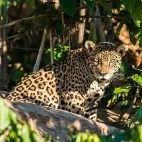 Jaguar in Peru.