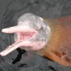 Pink river dolphin in Peru.