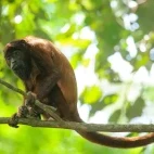 Red howler monkey in Peru.
