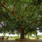 Outdoor dining at Fazenda Barranco Alto in the South Pantanal, Brazil.