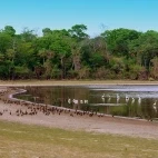 A gathering of a variety of bird species by water in the South Pantanal, Brazil.