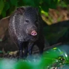 Collard peccary amongst the vegetation of Southern Pantanal, Brazil.