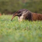 Giant anteater walking through the grass, South Pantanal, Brazil.