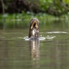 Giant river otter appearing from the water, South Pantanal, Brazil.