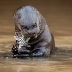 Giant river otter tucking into a fresh catch, South Pantanal, Brazil.