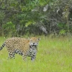 Jaguar walking through a clearing, in the South Pantanal, Brazil.