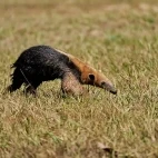 A lesser anteater in South Pantanal, Brazil.