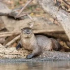 Neotropical otter sat by the water's edge, South Pantanal, Brazil.