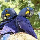 A pair of hyacinth macaws in the South Pantanal, Brazil.