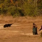 People observing a giant anteater, South Pantanal, Brazil.