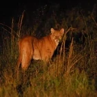 Night photograph of a puma, South Pantanal, Brazil.