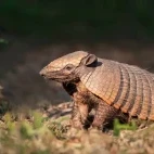 Six-banded armadillo, in the Southern Pantanal, Brazil.