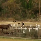 Tapir wading into the water, in the South Pantanal, Brazil.